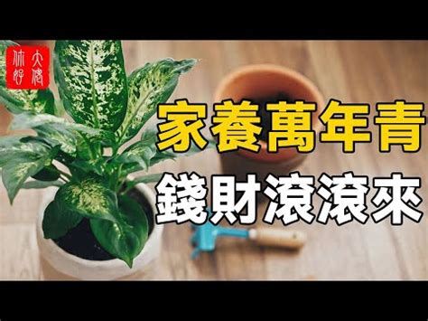 萬年青風水|萬年青擺放的風水知識